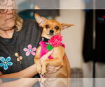 Small #2 Chihuahua