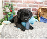 Small #3 Labrador Retriever