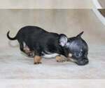 Small #3 Chihuahua