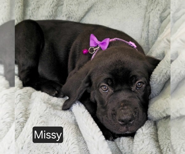 Medium Photo #2 Cane Corso Puppy For Sale in MINERAL WELLS, WV, USA