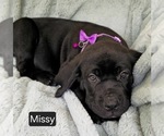 Small #1 Cane Corso
