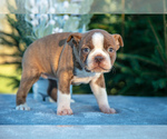 Puppy Harmony Boston Terrier