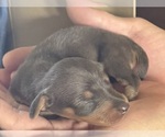 Small #2 Dachshund