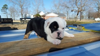 Olde English Bulldogge Puppy for sale in HOULKA, MS, USA