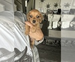 Small Photo #8 Dachshund Puppy For Sale in SAN DIEGO, CA, USA