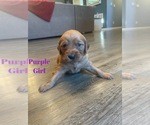 Small Photo #13 Golden Retriever Puppy For Sale in GIRARD, KS, USA