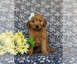 Small Photo #6 Goldendoodle (Miniature) Puppy For Sale in CHRISTIANA, PA, USA