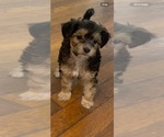 Small #1 German Hunting Terrier-Lowchen Mix