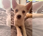 Puppy Bella Bear Pomsky