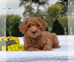 Poodle (Miniature) Puppy for sale in GAP, PA, USA