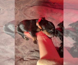 Doberman Pinscher Puppy for sale in WHITTIER, CA, USA