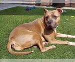 Small Photo #2 American Staffordshire Terrier-Unknown Mix Puppy For Sale in Elk Grove, CA, USA