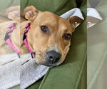 Small #2 American Staffordshire Terrier Mix