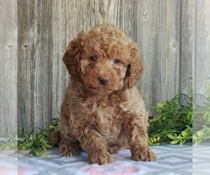 Goldendoodle-Poodle (Miniature) Mix Puppy for sale in HONEY BROOK, PA, USA