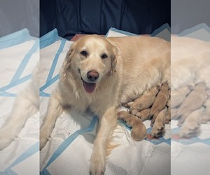 Golden Retriever Puppy for Sale in CLOVERDALE, California USA