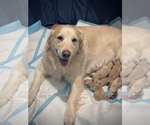Small Golden Retriever