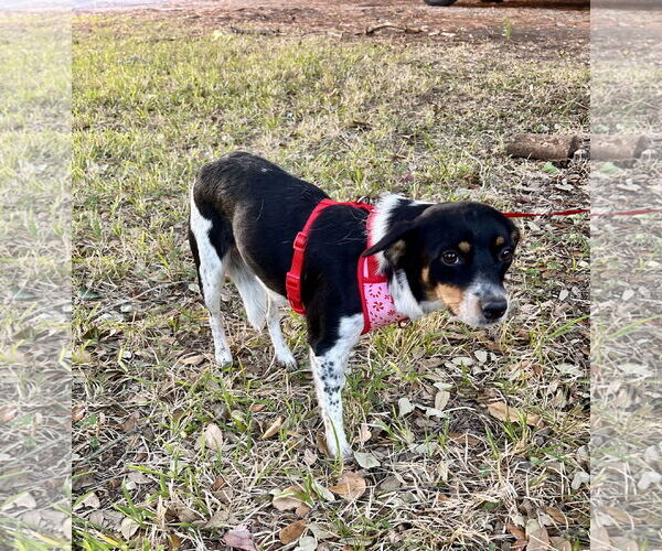 Medium Photo #2 Mutt Puppy For Sale in Missouri City, TX, USA