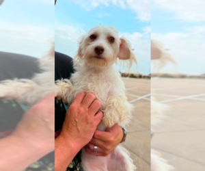 Dash in RI - Male Maltese-Unknown Mix Dog for Adoption - Photo #8