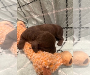 Dachshund Puppy for sale in EAST DOVER, VT, USA