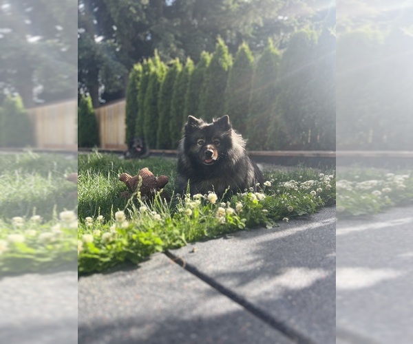Medium Photo #1 Keeshond Puppy For Sale in VANCOUVER, WA, USA