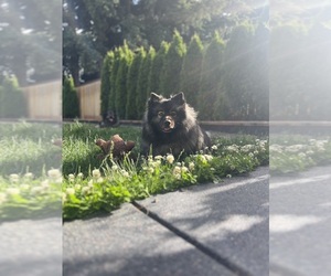 Mother of the Keeshond puppies born on 05/05/2025