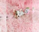 Small #15 Chihuahua