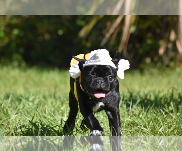 Medium Photo #5 Pug Puppy For Sale in PALM COAST, FL, USA