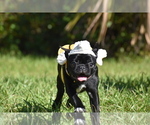 Scooby - Male Pug Puppy for Sale - Photo #5
