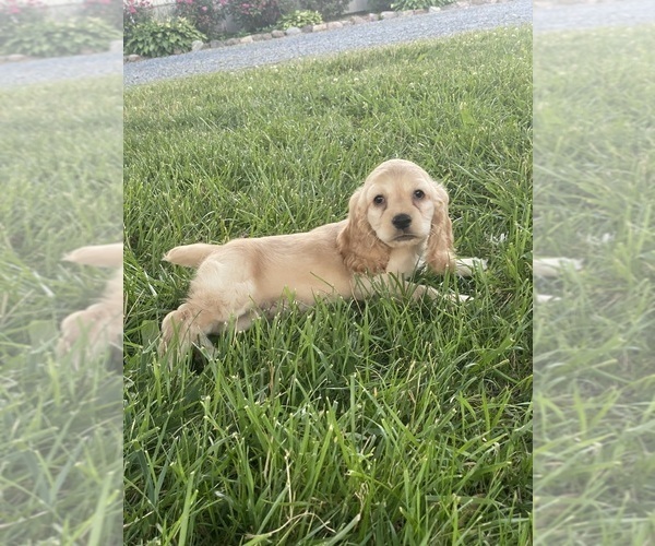 Medium Photo #3 Cocker Spaniel Puppy For Sale in CANOGA, NY, USA