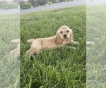 Small #2 Cocker Spaniel