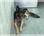 Small German Shepherd Dog