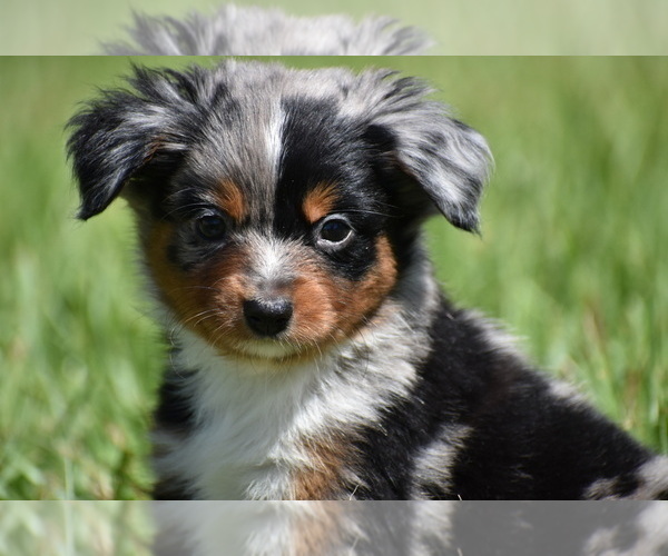 Medium Photo #1 Miniature Australian Shepherd Puppy For Sale in PALM COAST, FL, USA