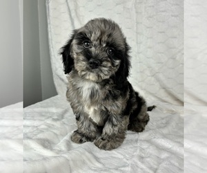Cockapoo Puppy for sale in FRANKLIN, IN, USA