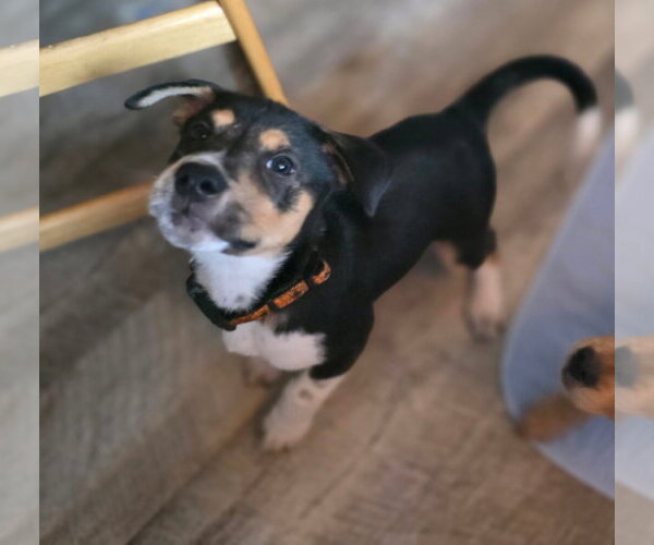 Medium Photo #2 Mutt Puppy For Sale in New London, WI, USA