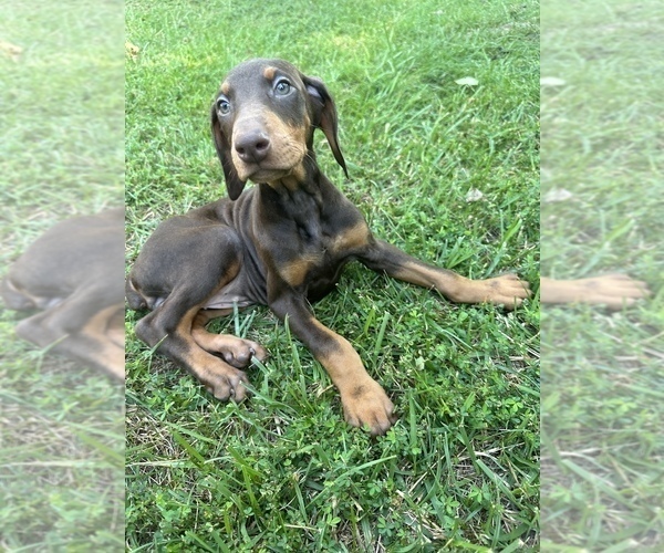 Medium Photo #3 Doberman Pinscher Puppy For Sale in GAINESVILLE, VA, USA