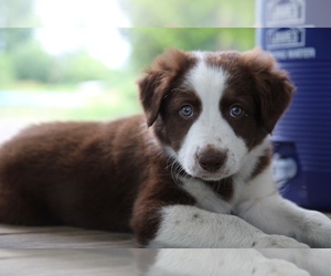 Border Collie Puppy for sale in BERRIEN SPRINGS, MI, USA
