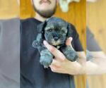 Small Photo #4 Schnauzer (Miniature) Puppy For Sale in SPENCER, TN, USA