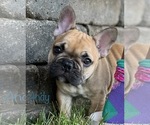Small Photo #6 French Bulldog Puppy For Sale in COLUMBIA, MO, USA