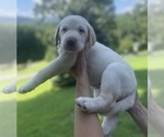 Puppy Puppy 3 Labrador Retriever