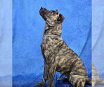 Small #15 Holland Shepherd-Plott Hound Mix