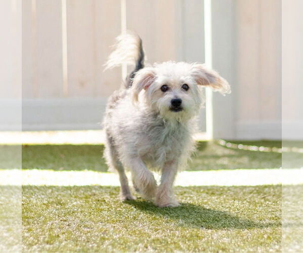 Medium Photo #2 Glen of Imaal Terrier-Unknown Mix Puppy For Sale in Canton, CT, USA