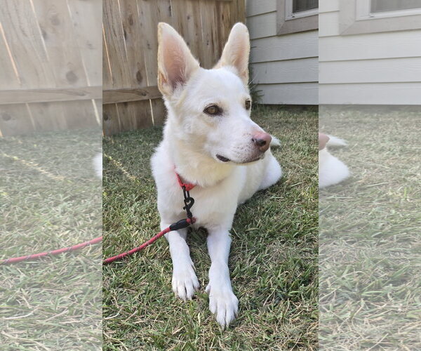 Medium Photo #1 - Mix Puppy For Sale in Hoffman Estates, IL, USA