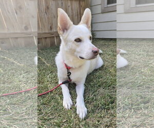 - Mix Dogs for adoption in Hoffman Estates, IL, USA