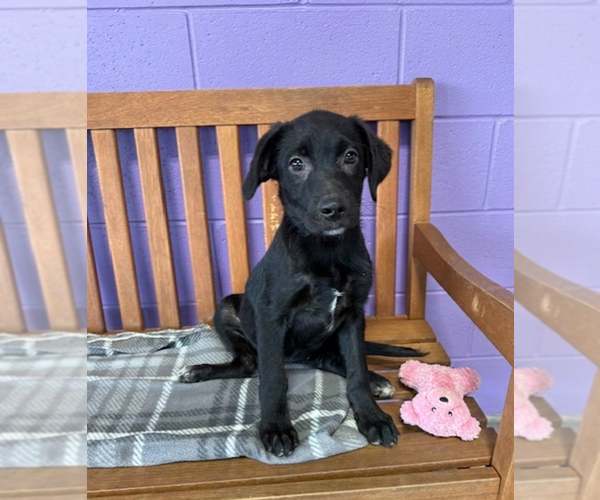 Medium Photo #2 Mutt Puppy For Sale in Genesee, WI, USA