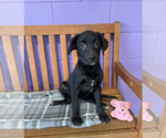 Small #1 Mutt