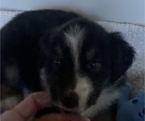 Medium Photo #4 Miniature American Shepherd Puppy For Sale in PLACERVILLE, CA, USA