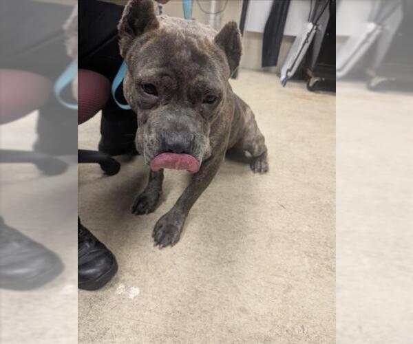 Medium Photo #1 Mutt Puppy For Sale in Mobile, AL, USA