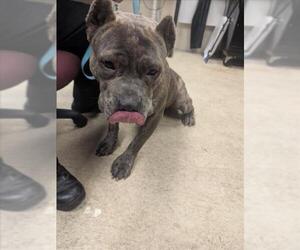 Mutt Dogs for adoption in Mobile, AL, USA