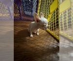 Small #9 French Bulldog