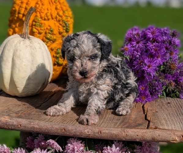 Medium Photo #9 Poodle (Toy) Puppy For Sale in GOSHEN, IN, USA